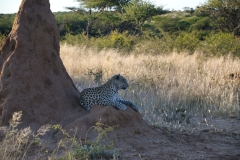 Okonjima_01