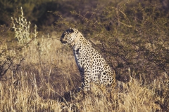 Okonjima_02
