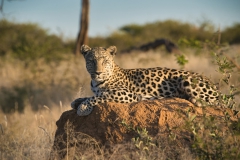 Okonjima_03